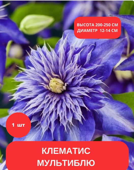 Корень клематиса/Клематис цветок